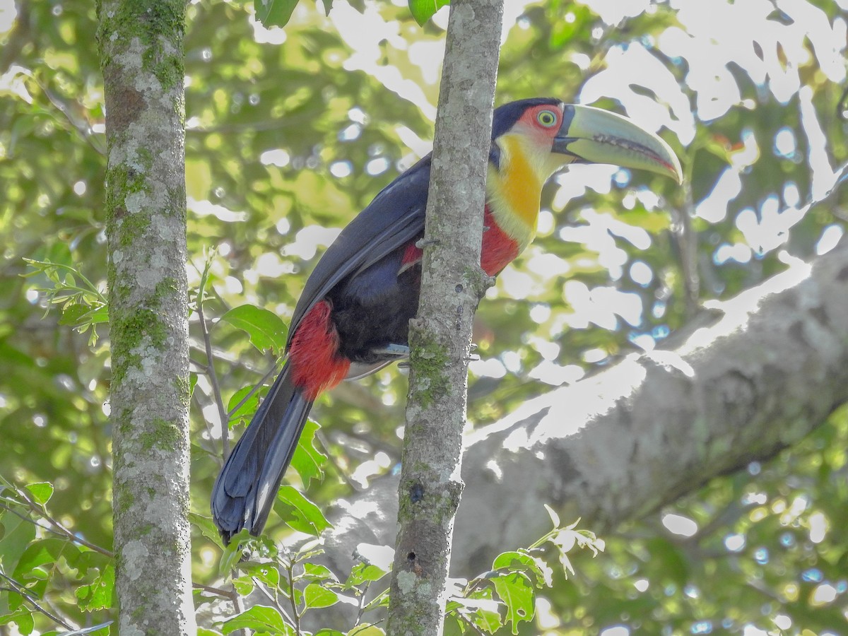 Red-breasted Toucan - ML610263822