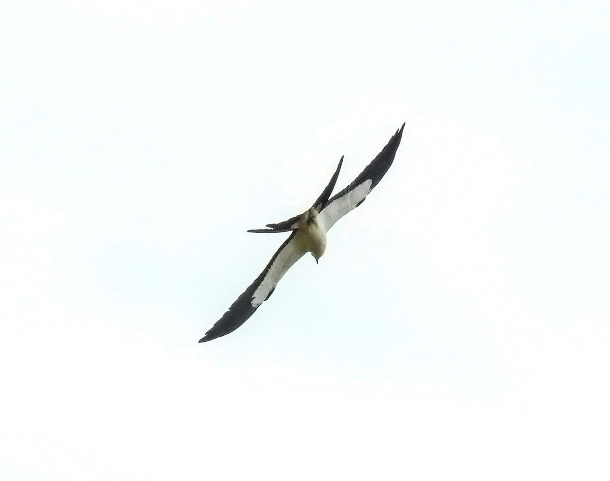 Swallow-tailed Kite - ML610263969