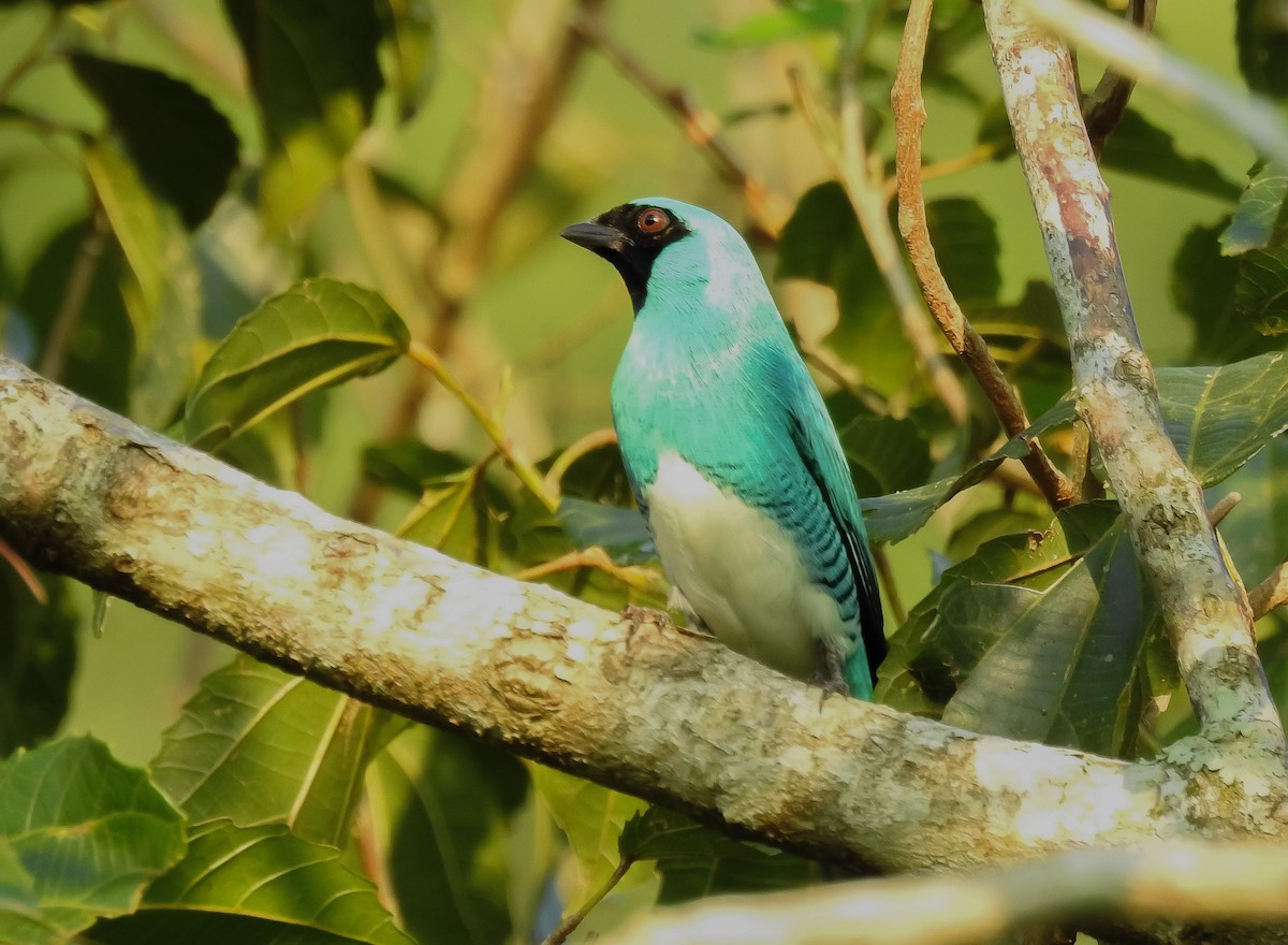 Swallow Tanager - ML610264036