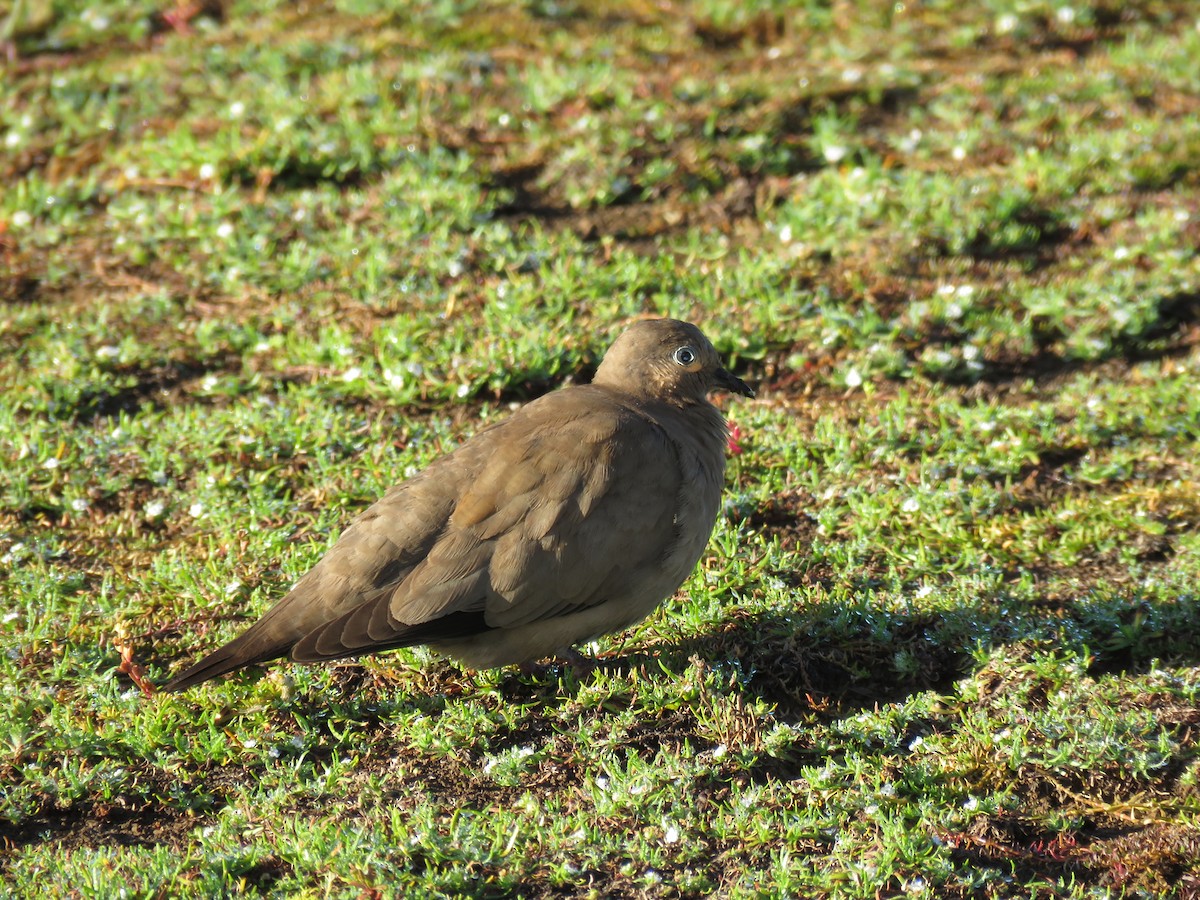 Black-winged Ground Dove - Manuel Roncal Inca Finch