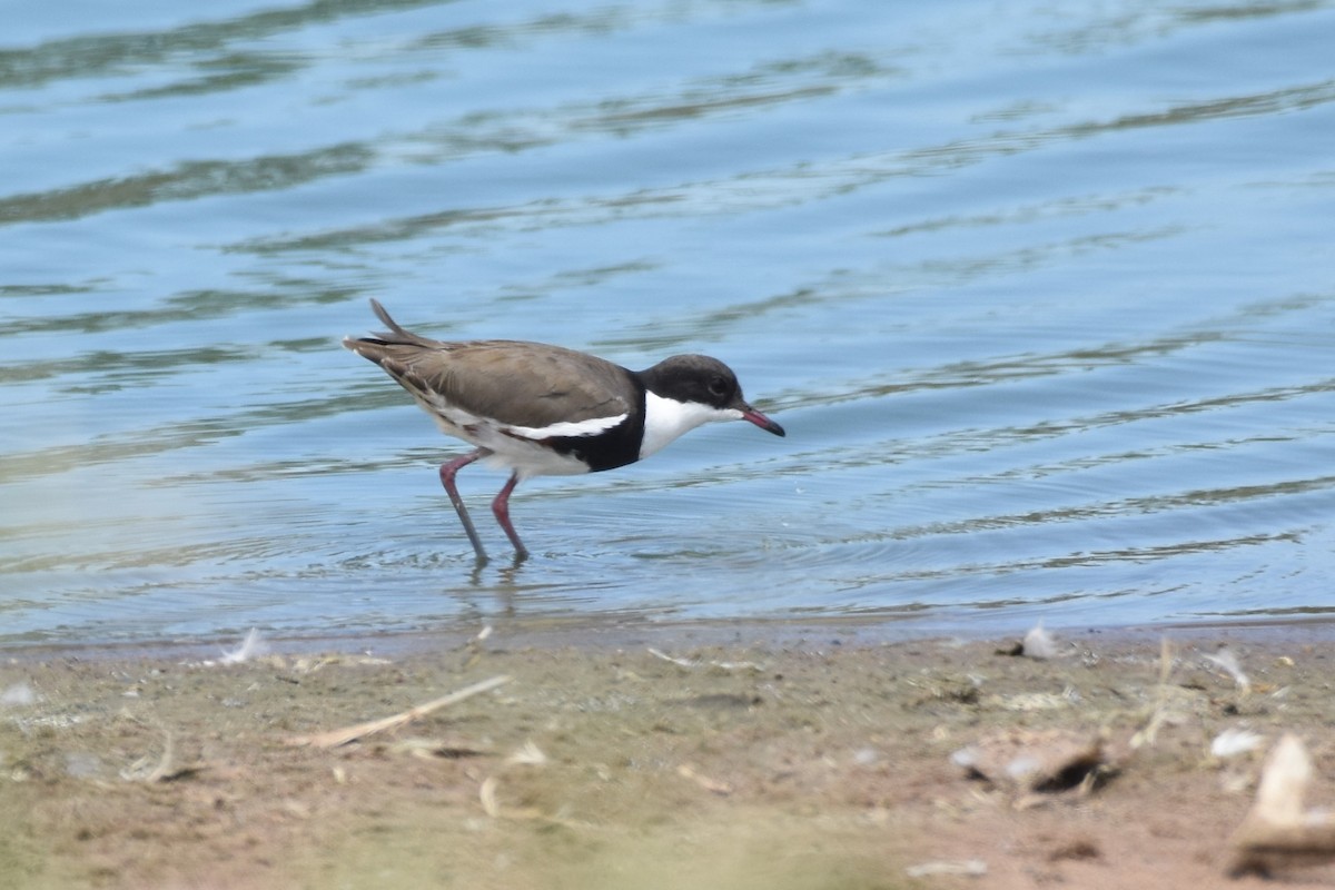 Red-kneed Dotterel - ML610264483