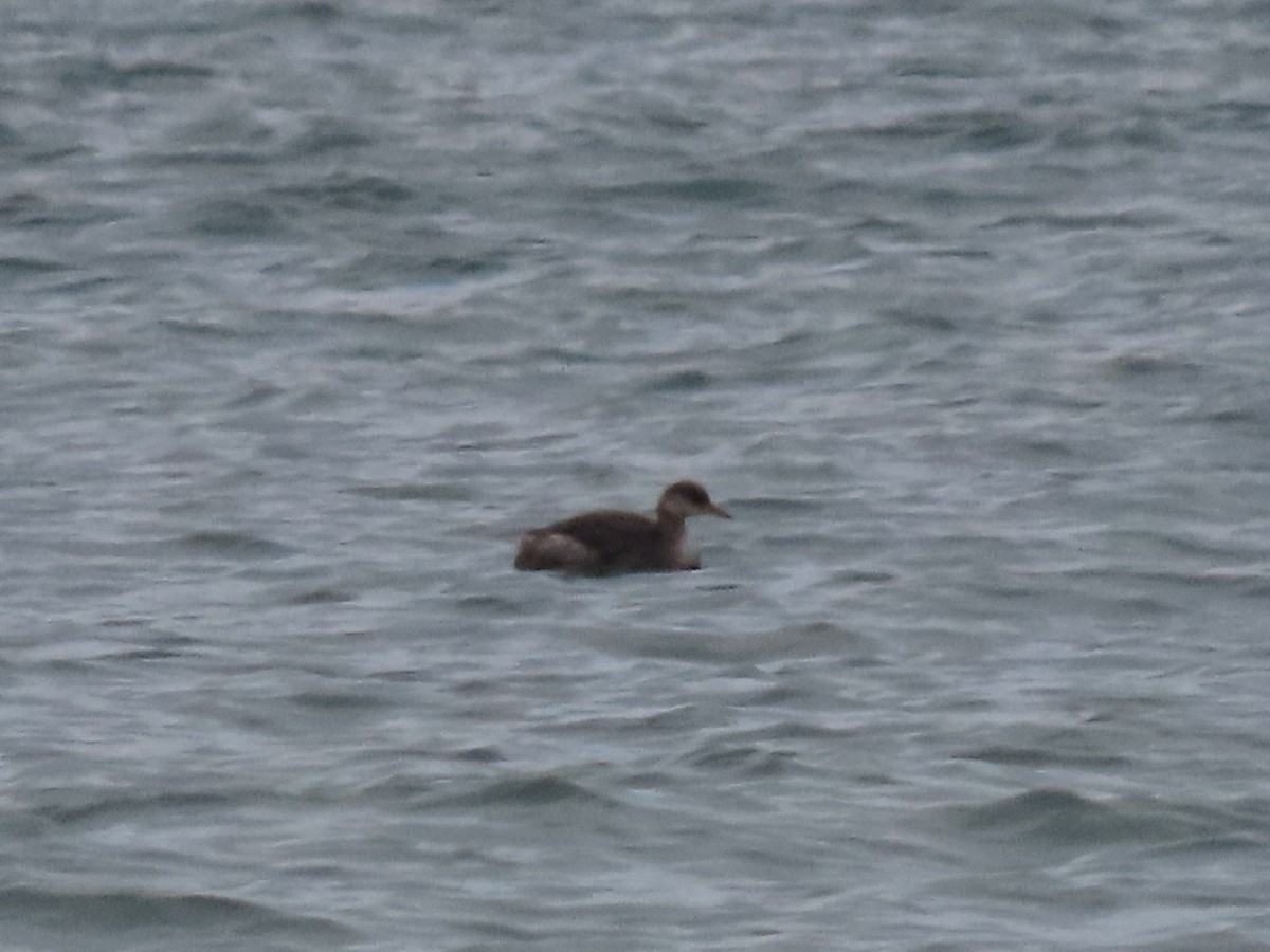 Red-necked Grebe - ML610264562