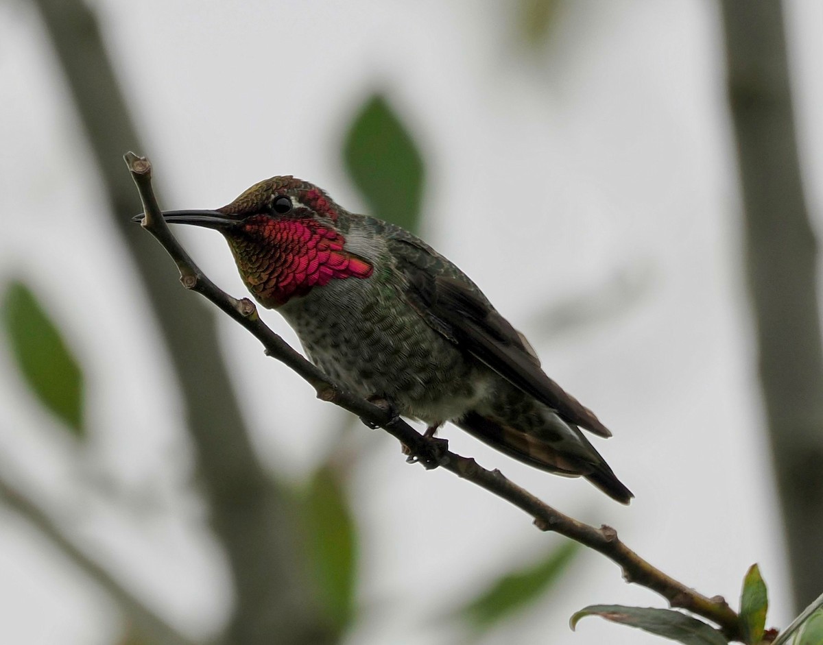 Anna's Hummingbird - ML610264649