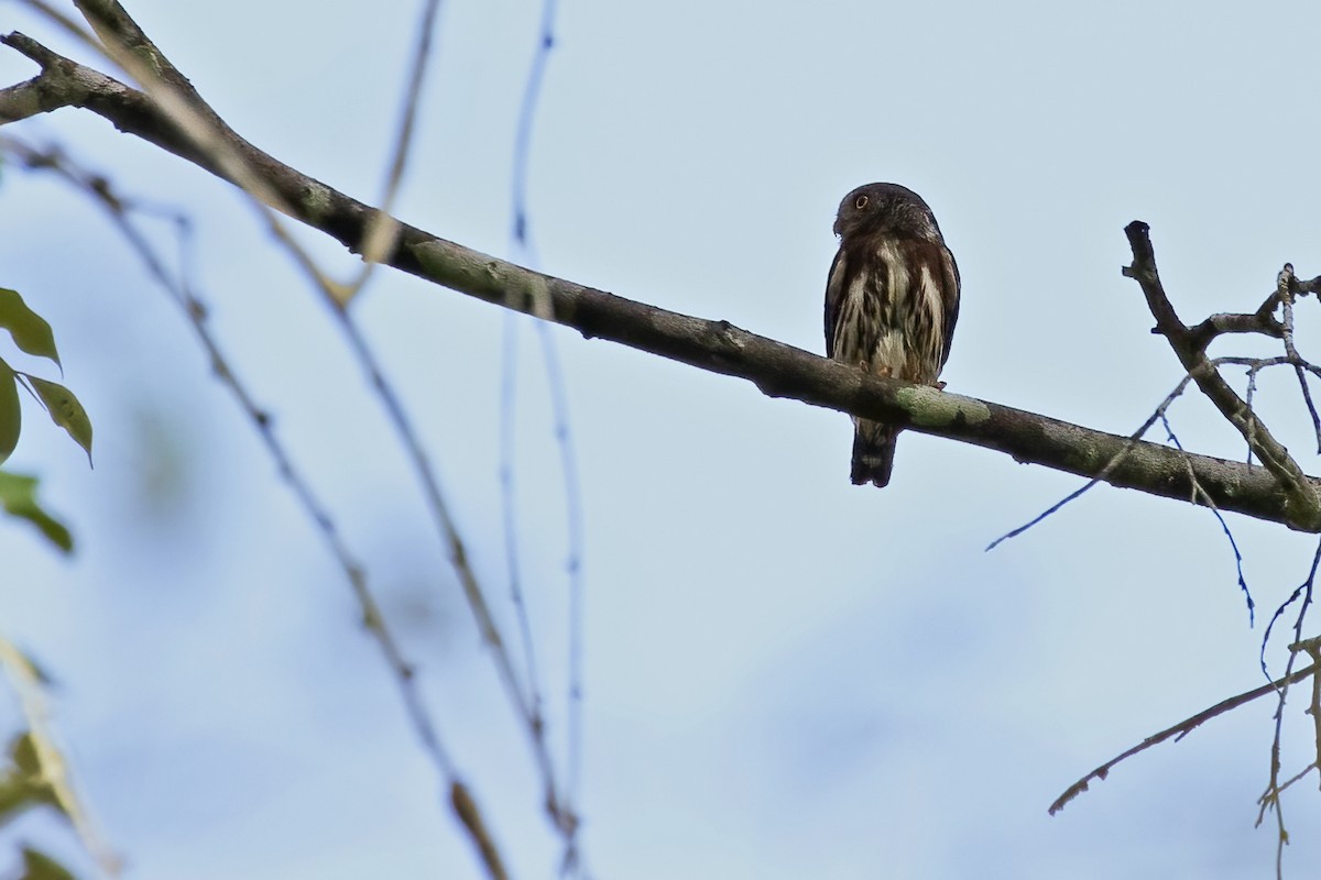 Amazonian Pygmy-Owl - ML610265004