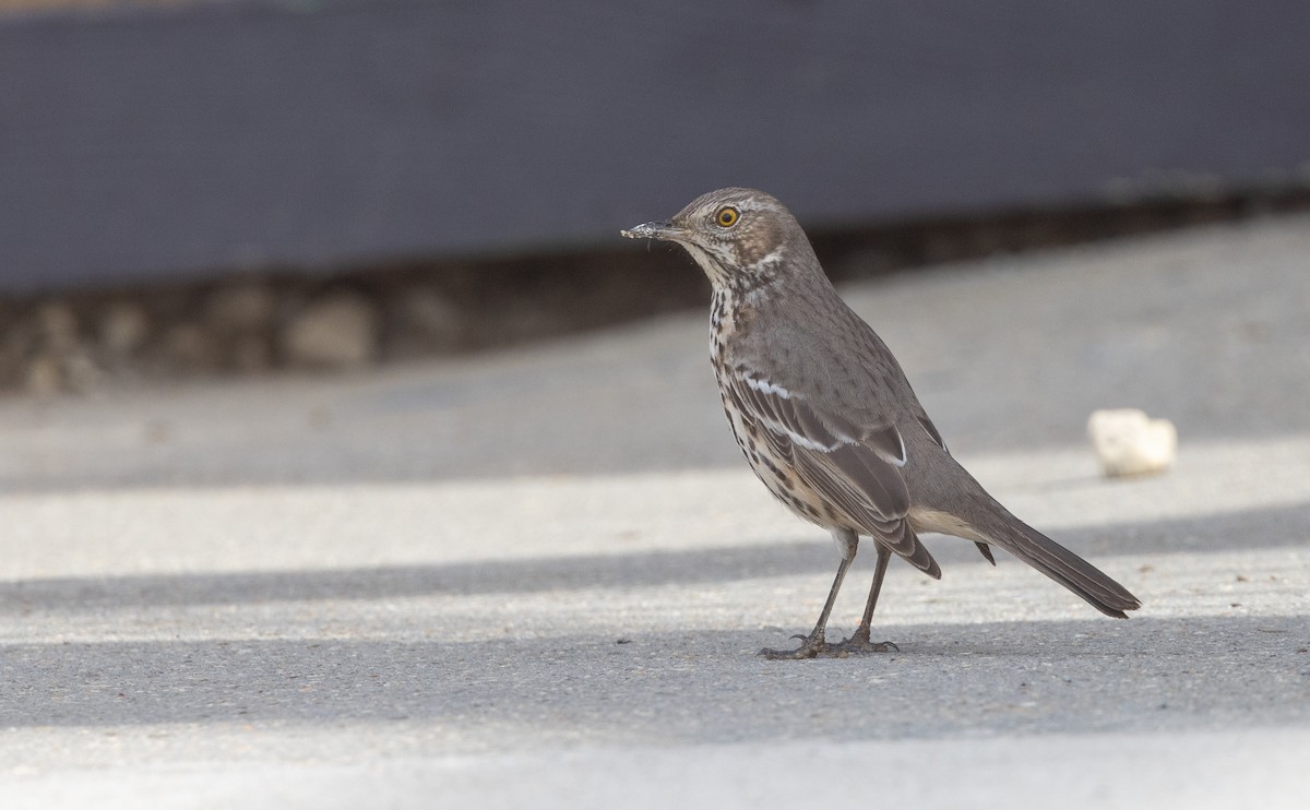 eBird Checklist 22 Oct 2023 T Rivers Bar and Grill Sage Thrasher Stakeout 10 species