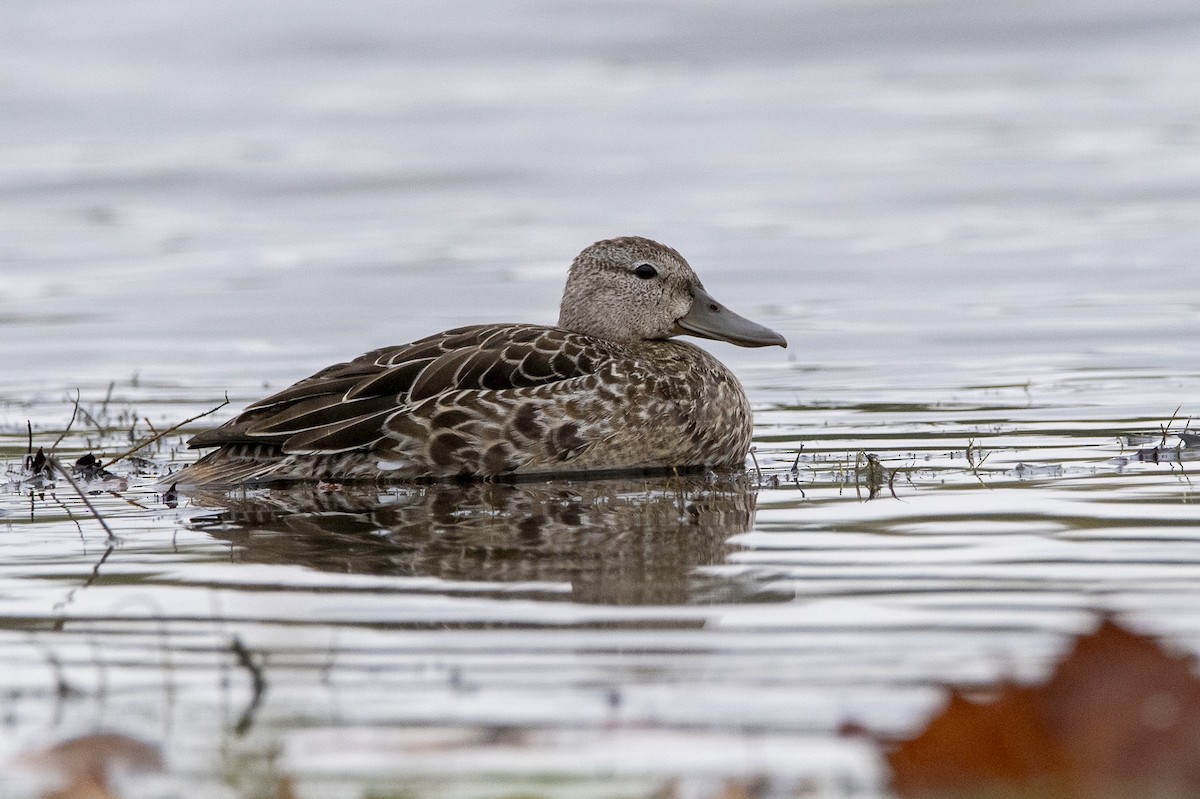Blue-winged Teal - ML610265592