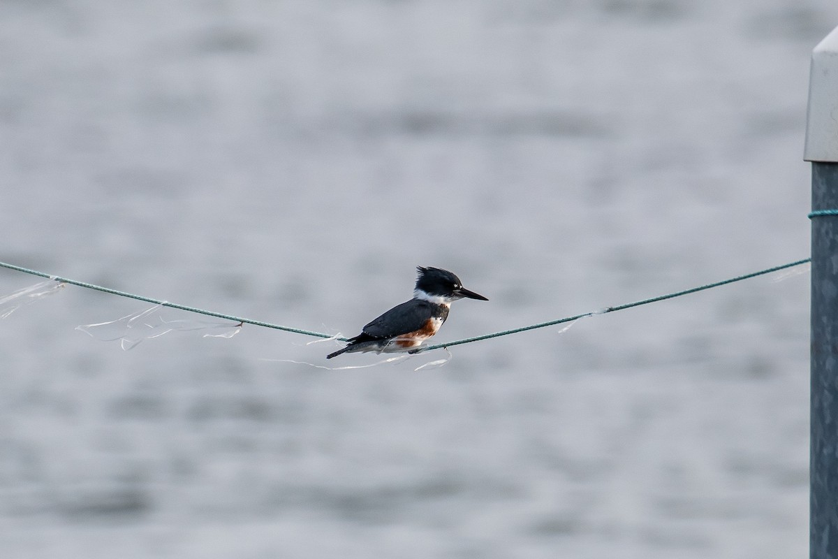 Belted Kingfisher - ML610265771