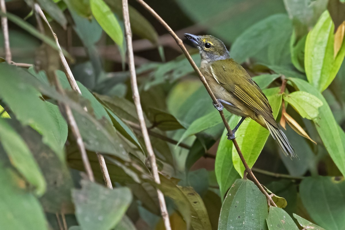 Fulvous-crested Tanager - ML610266054