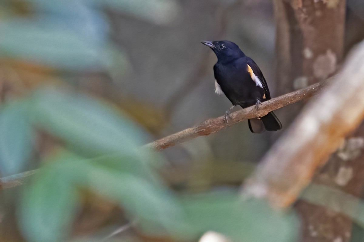 Fulvous-crested Tanager - ML610266055