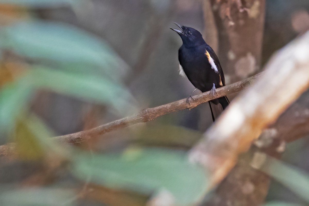 Fulvous-crested Tanager - ML610266058