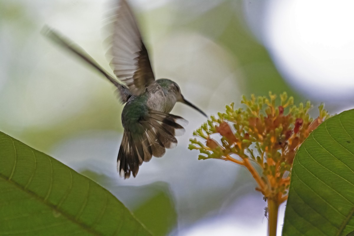kolibřík nymfový - ML610266131