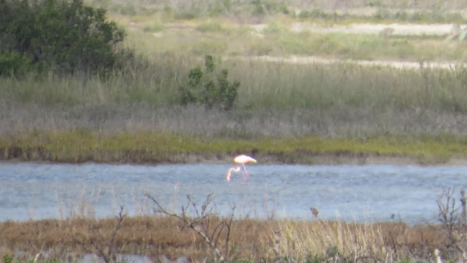 American Flamingo - ML610266194