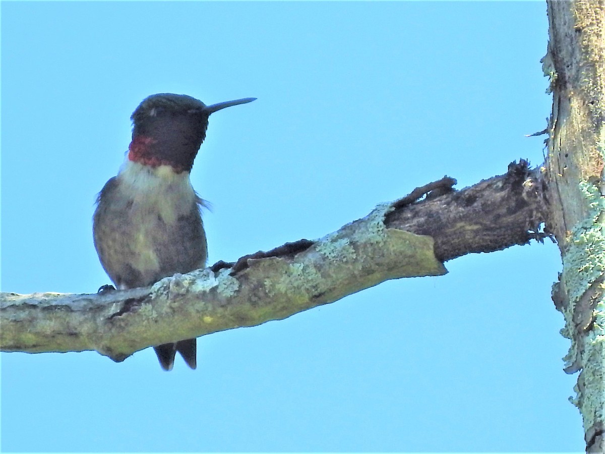 Ruby-throated Hummingbird - ML610266293