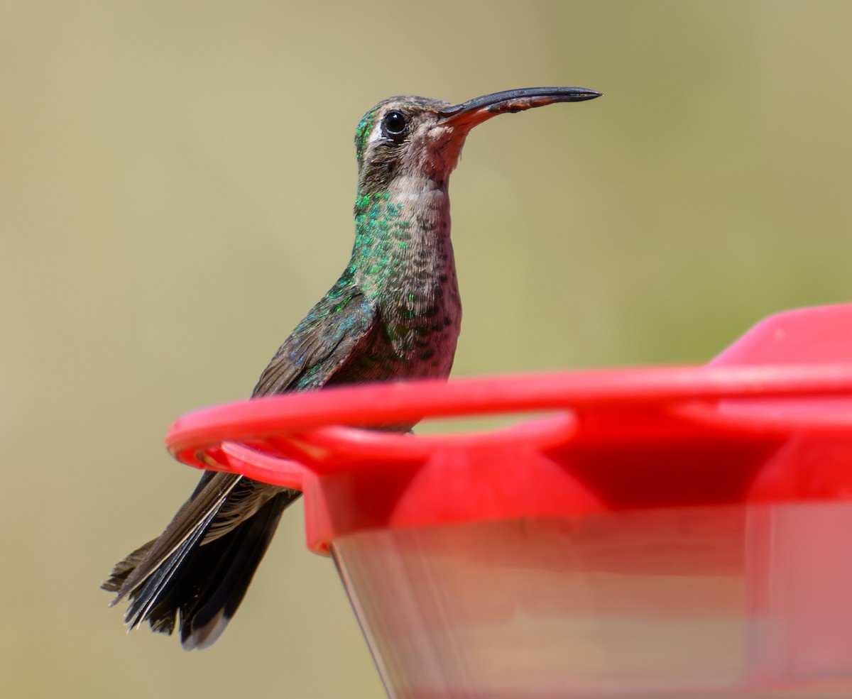 Broad-billed Hummingbird - ML610266379