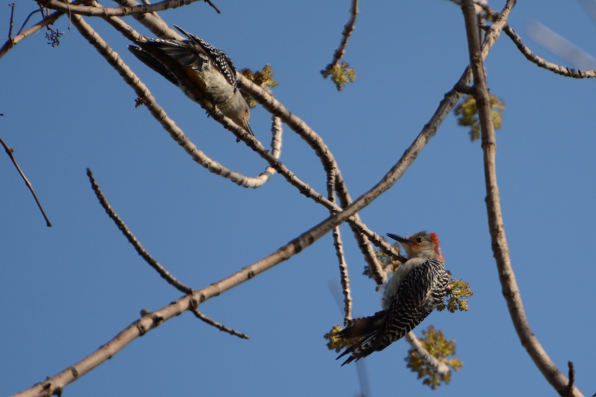 Red-bellied Woodpecker - Kathy Webb