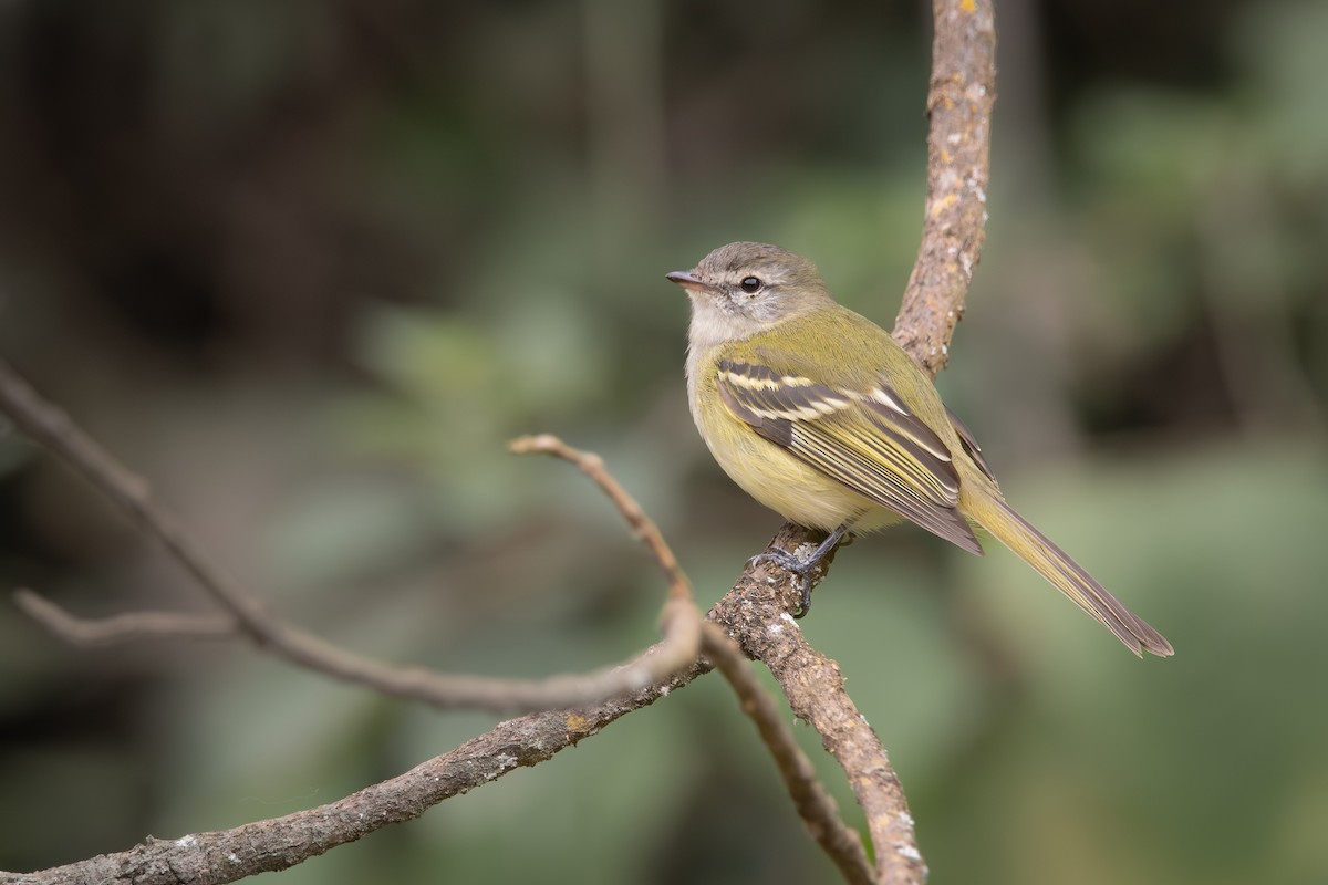 Sclater's Tyrannulet - Pablo Re