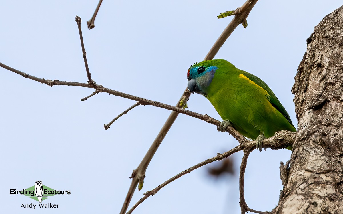 Double-eyed Fig-Parrot (Double-eyed) - ML610266925