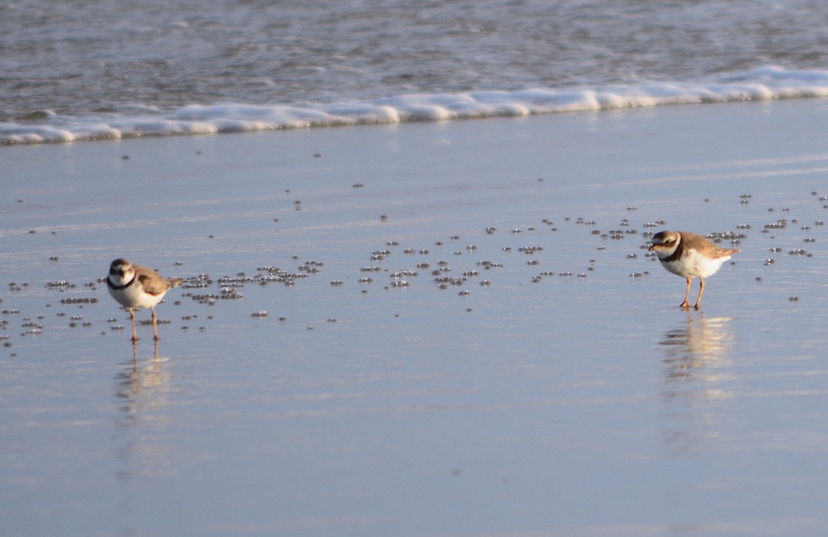 Semipalmated Plover - ML610267122