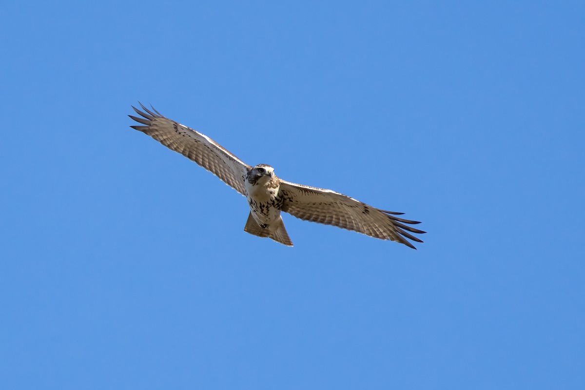 Red-tailed Hawk - ML610267131