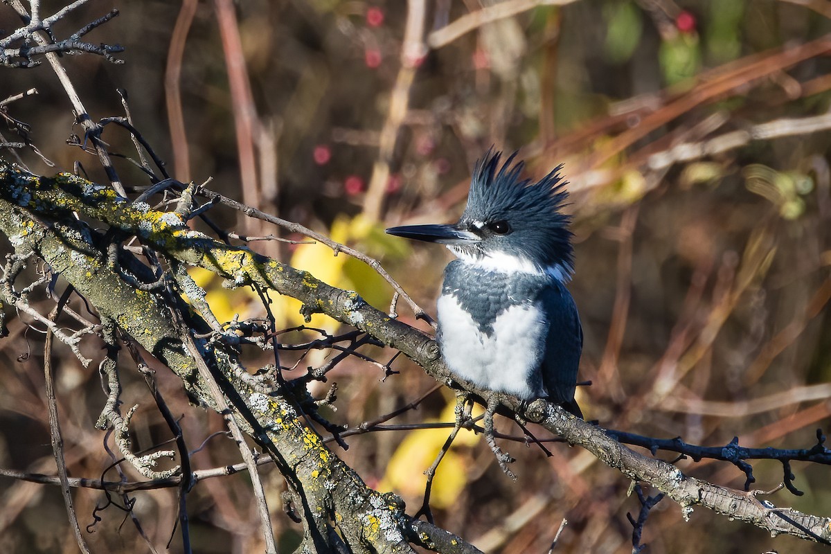 Belted Kingfisher - ML610267158