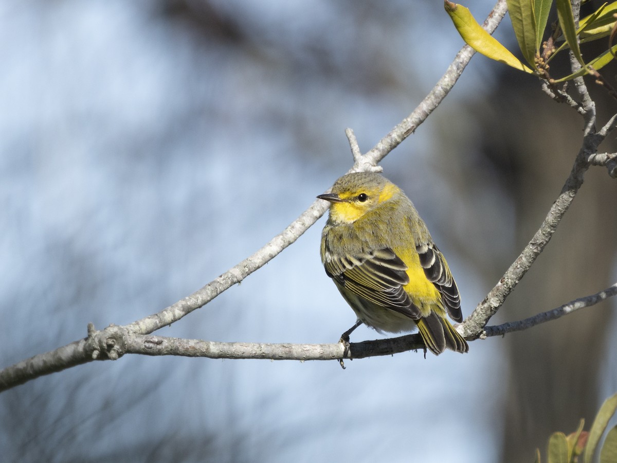 Cape May Warbler - ML610267175