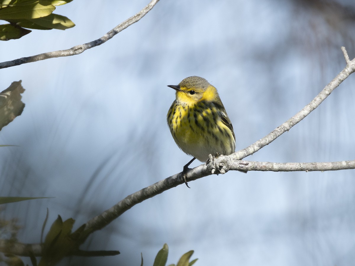 Cape May Warbler - Jacob Flynn