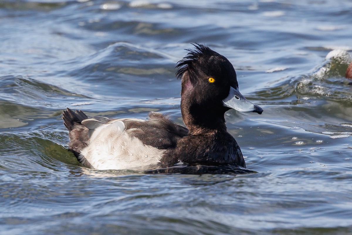 Tufted Duck - ML610267336