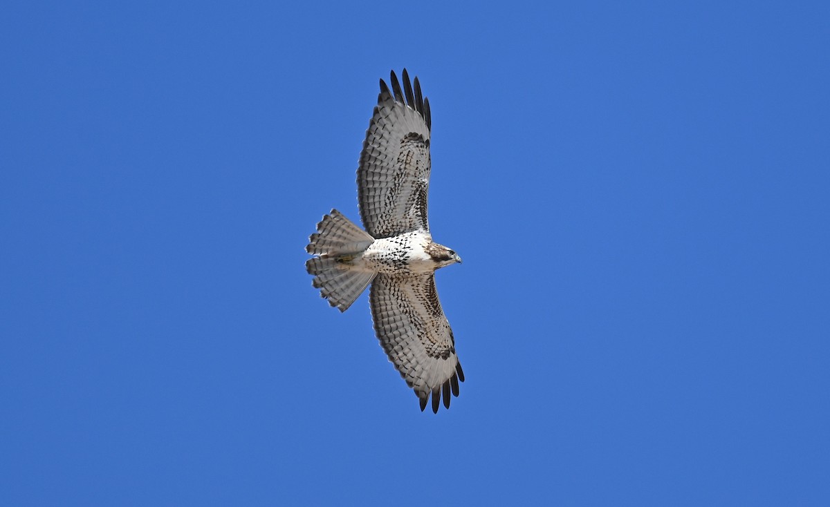 Red-tailed Hawk - ML610268308