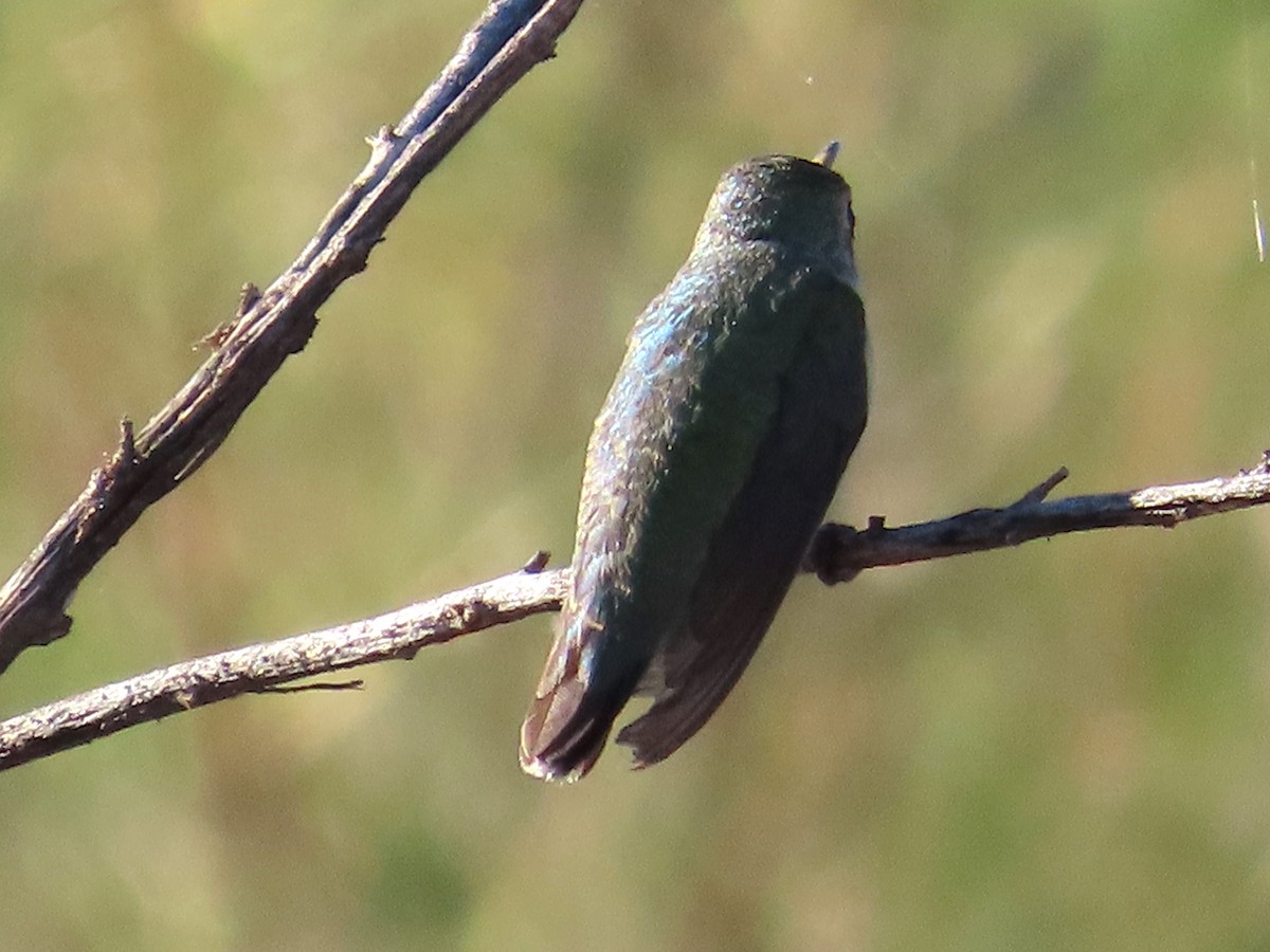 Broad-tailed Hummingbird - ML610269499