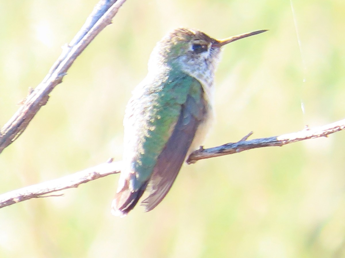 Broad-tailed Hummingbird - ML610269522