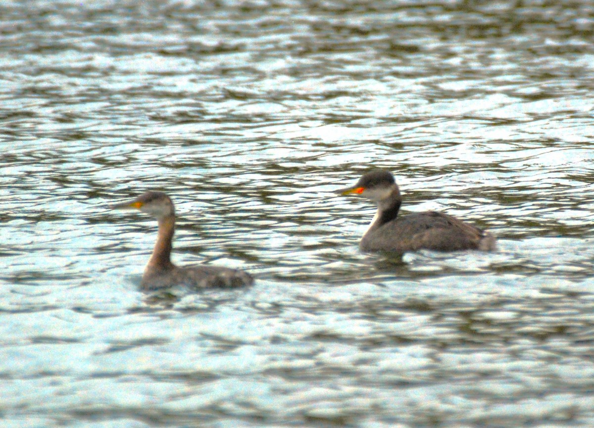Red-necked Grebe - ML610269867