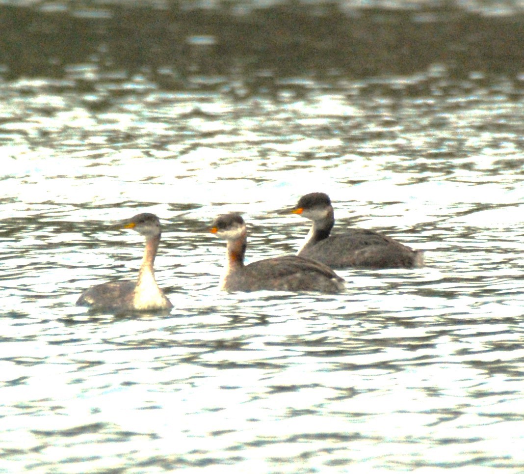 Red-necked Grebe - ML610269886