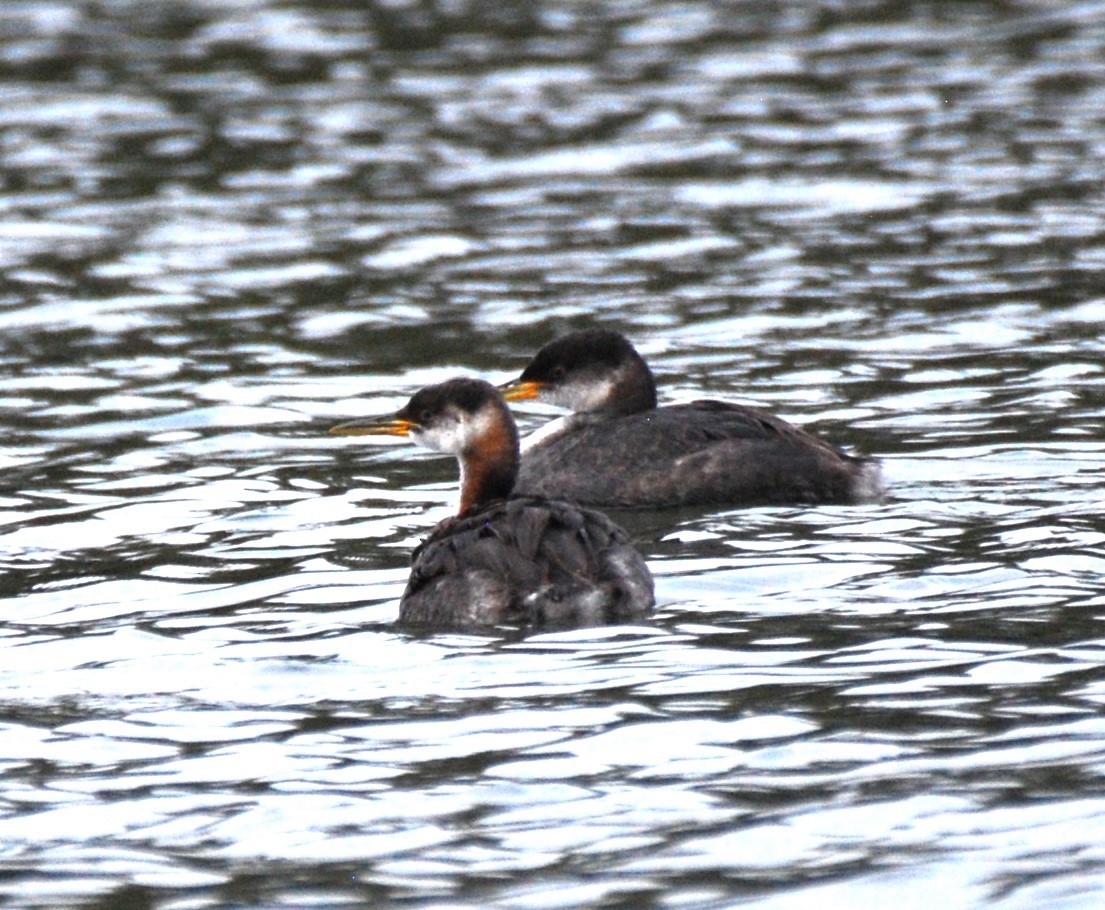 Red-necked Grebe - ML610269894