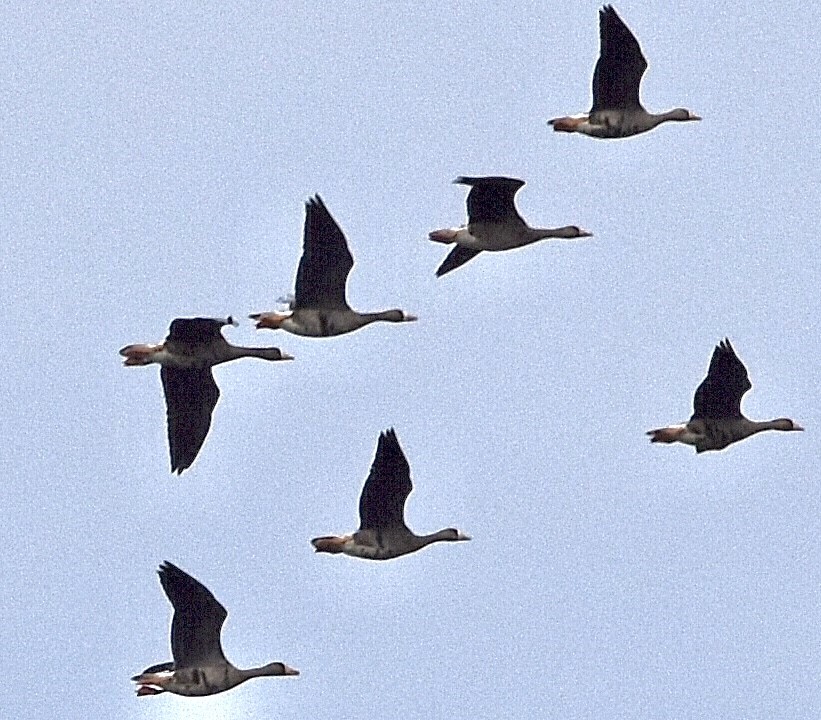 Greater White-fronted Goose - ML610269990