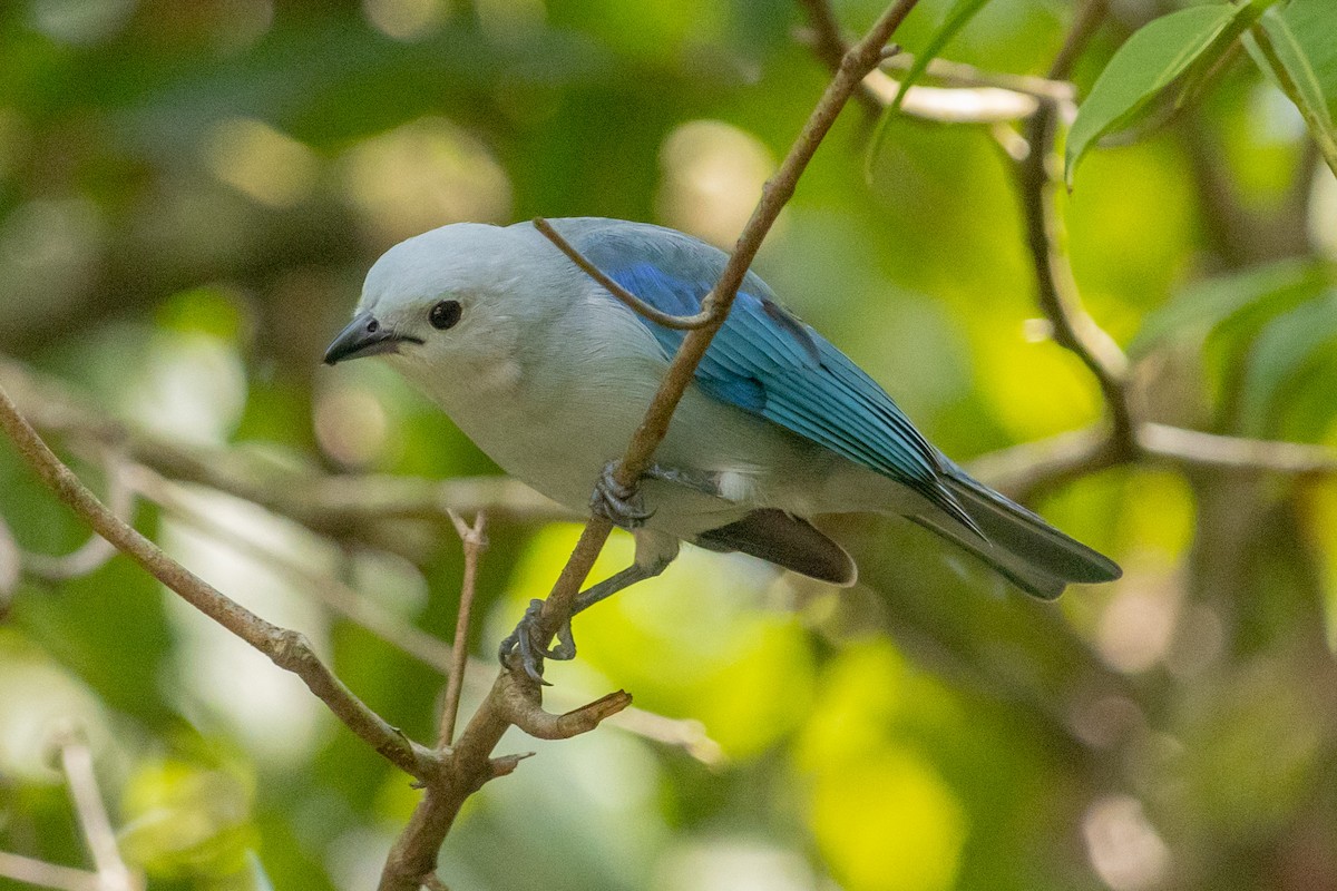 Blue-gray Tanager - ML610270290