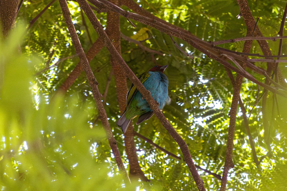 Bay-headed Tanager - ML610270339