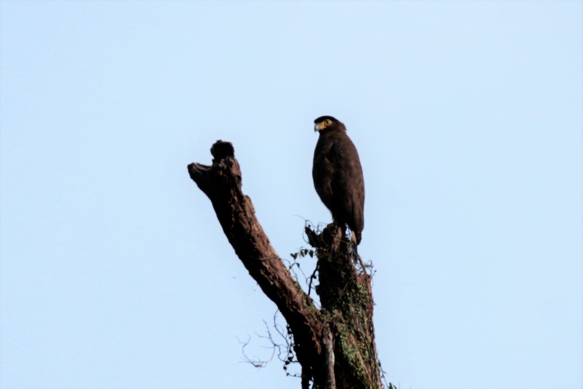 Crested Serpent-Eagle - ML61027041