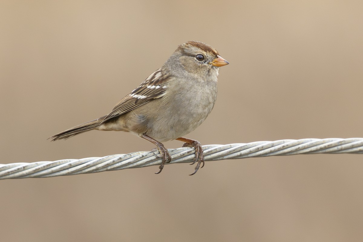 White-crowned Sparrow - Steve Abbott