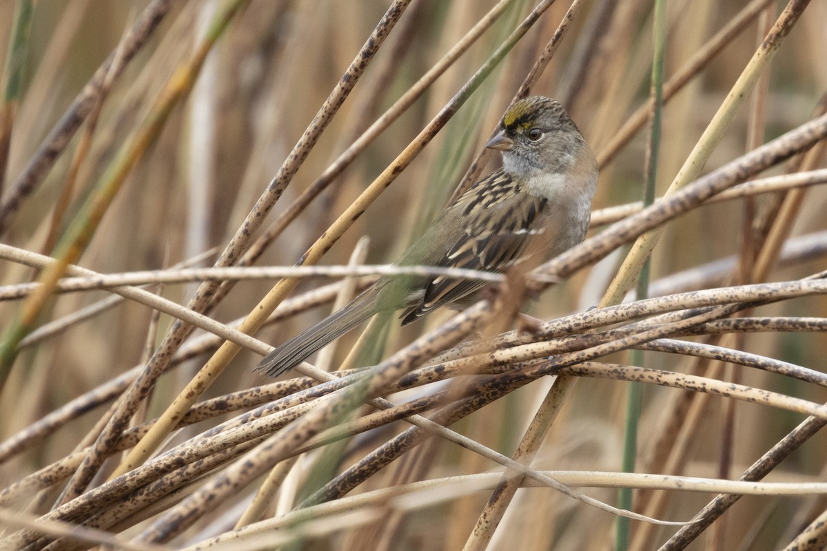 Golden-crowned Sparrow - Steve Abbott