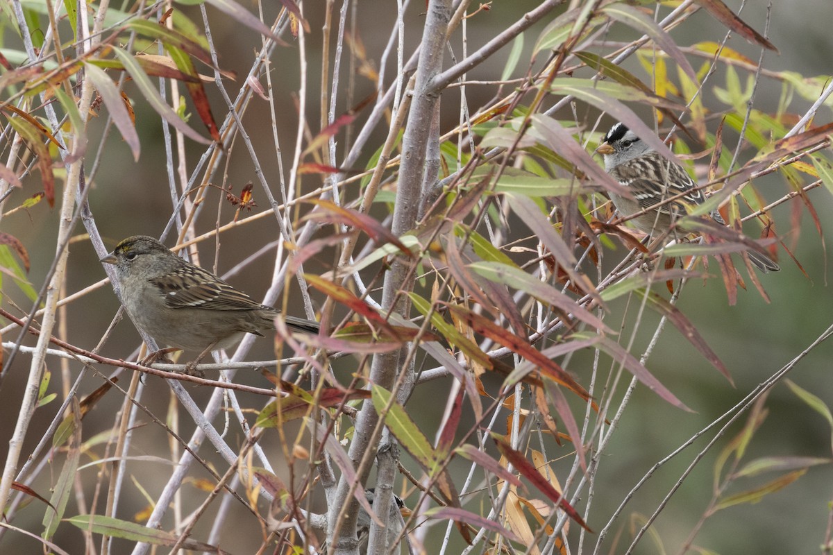 Golden-crowned Sparrow - Steve Abbott