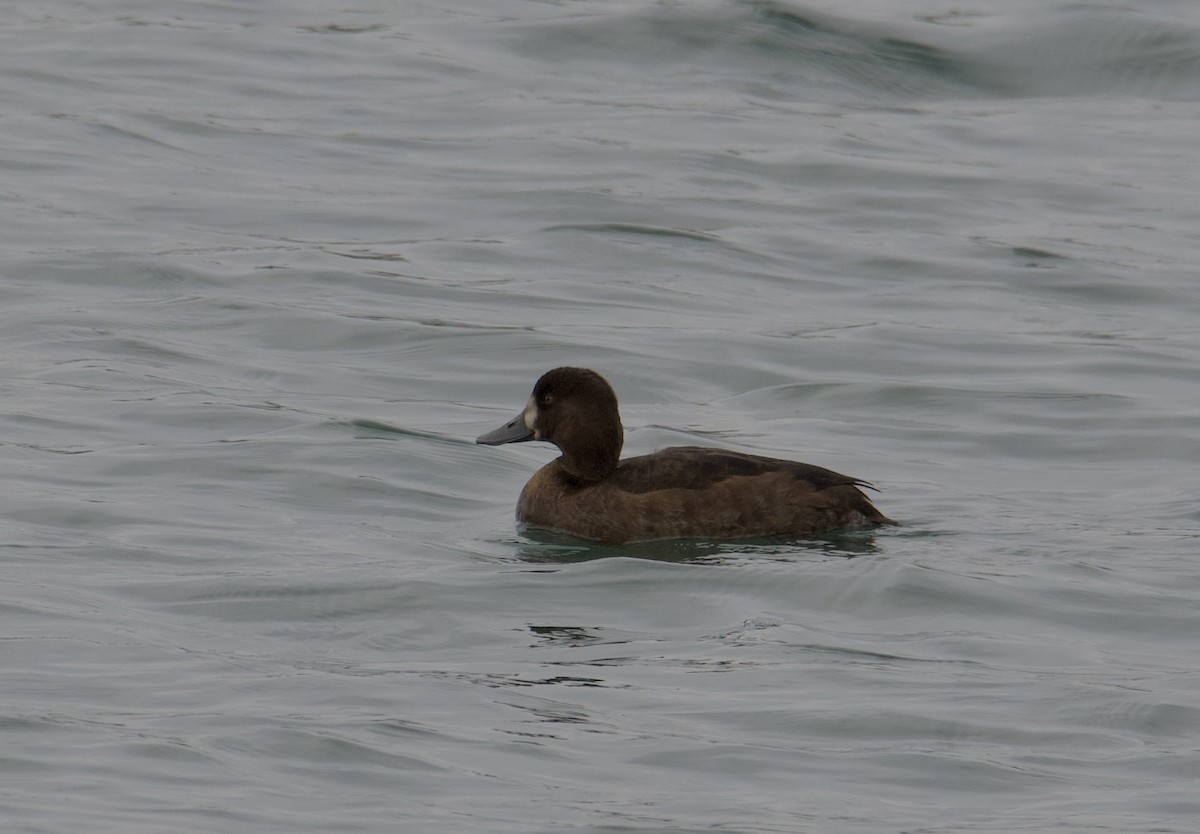 Greater Scaup - ML610270497