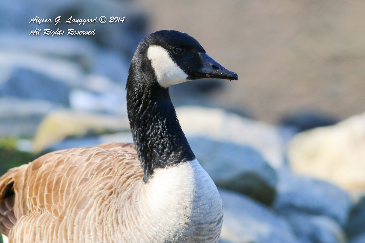 Canada Goose - Anonymous