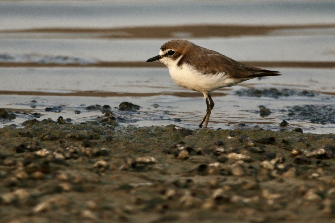 Red-capped Plover - ML610270556