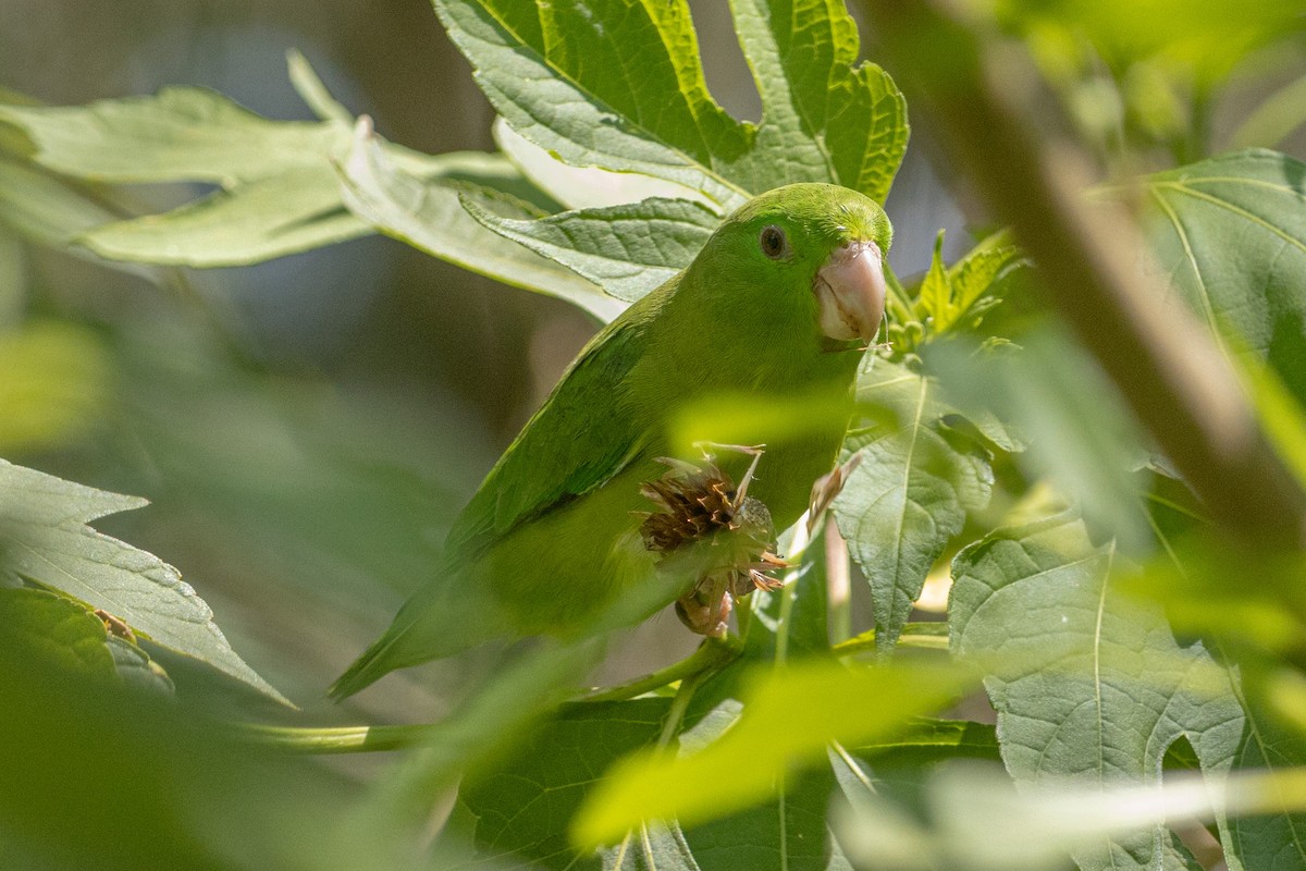 Spectacled Parrotlet - ML610270622