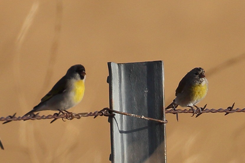 Lawrence's Goldfinch - ML610270636