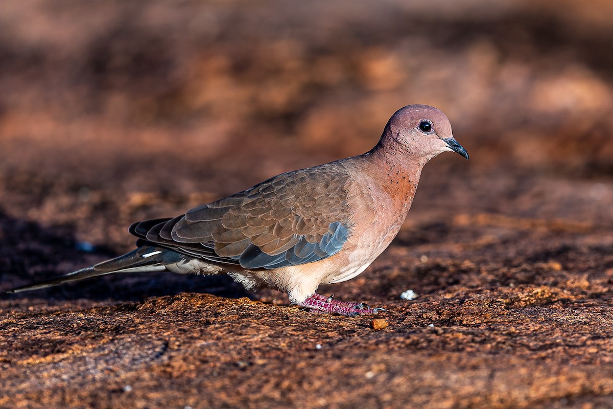 Laughing Dove - ML610271037