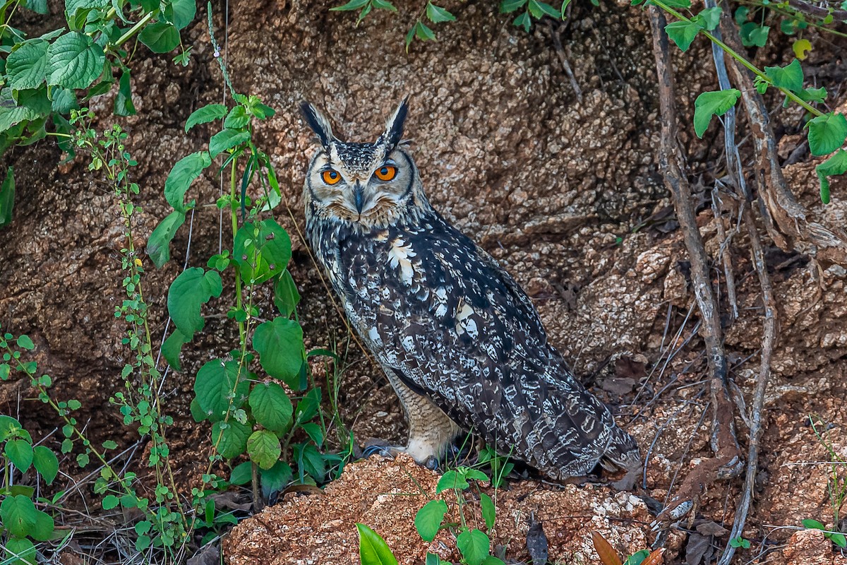 Rock Eagle-Owl - ML610271058
