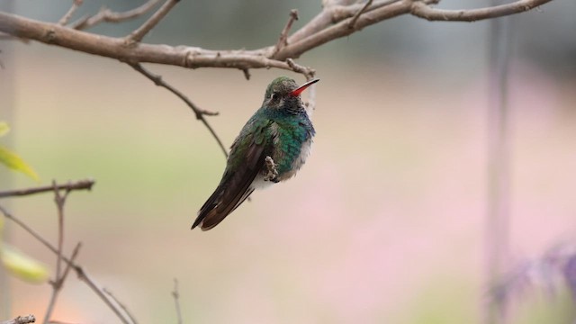 kolibřík širokozobý - ML610271113