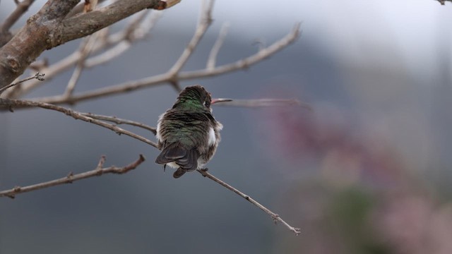 Broad-billed Hummingbird - ML610271119
