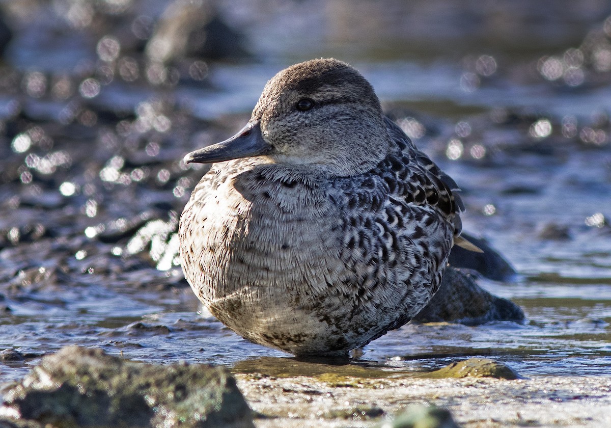 Green-winged Teal - ML610271196